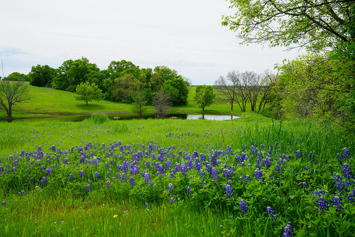 Bluebonnets near a pond